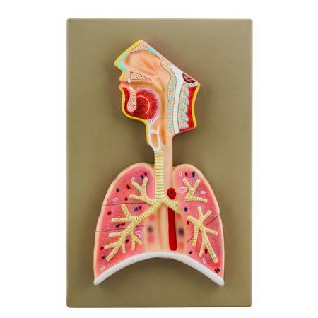 EISCO Model Respiratory System AM0278